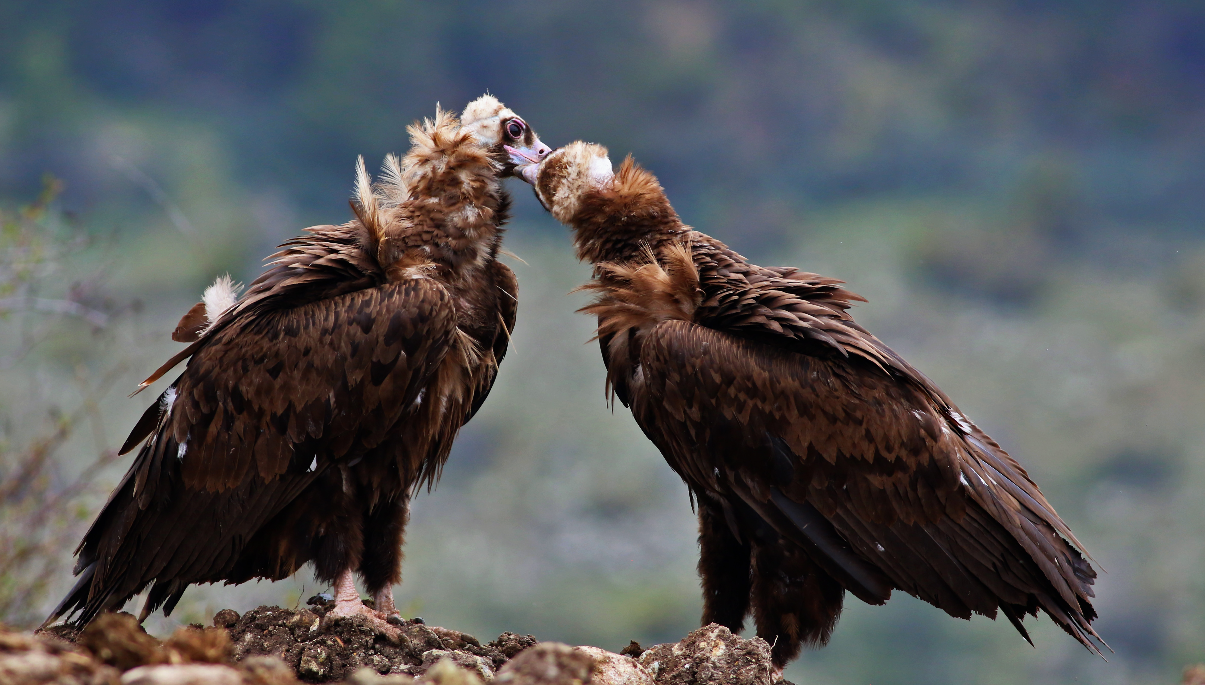 Cinereous Vulture